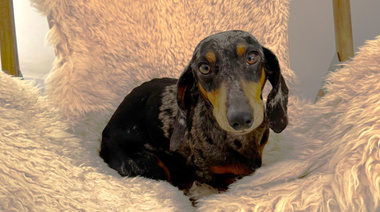 Más hogares eligen perros de talla pequeña