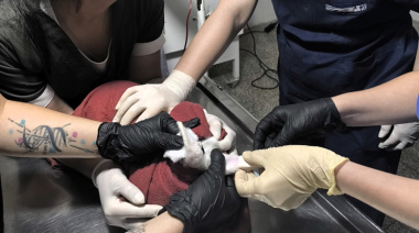 Primera transfusión de sangre en un conejo en el Hospital Escuela Veterinario de la FCV UNNE