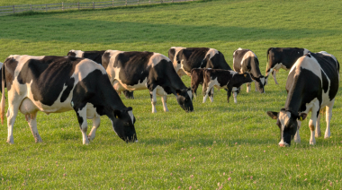 Nuevos requisitos para evaluar la eficacia de antisárnicos bovinos