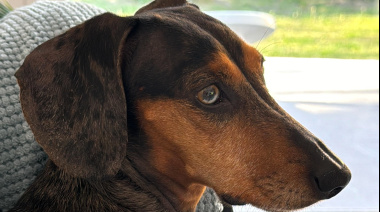 La resistencia a los antibióticos varía según la procedencia del perro