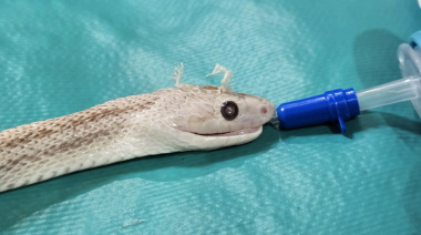 Exitosa cirugía en la UNNE: extirpan un tumor a una culebra exótica