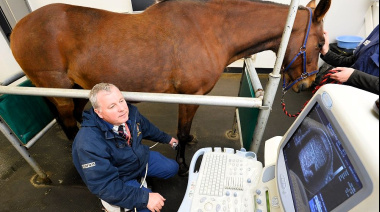 Por qué los tendones equinos envejecidos tienen menor capacidad de recuperación