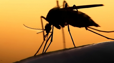 Revelan el origen global del mosquito del dengue