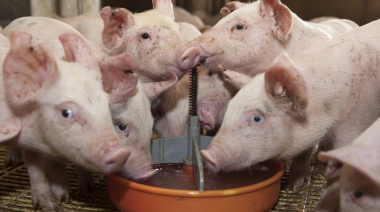 SENASA refuerza el control epidemiológico para proteger la producción porcina