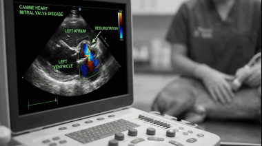 RVC: Nueva técnica para el tratamiento de la enfermedad degenerativa de la válvula mitral en perros