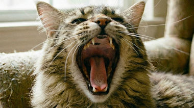 Nuevas guías para la salud bucodental y el cuidado dental felino