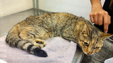 Acupuntura: la terapia complementaria que ofrece el Hospital Escuela de la FCV-UBA