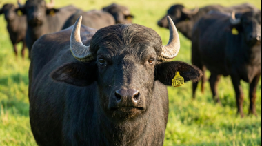 Tuberculosis en búfalos: avances científicos para un diagnóstico más preciso