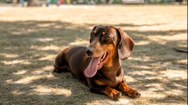Estrés calórico: las altas temperaturas ponen en riesgo la salud de perros y gatos