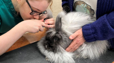 Estudio revela daños ocultos en los oídos de conejos de orejas caídas