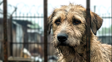 El rol de la medicina veterinaria en la defensa de los derechos de los animales