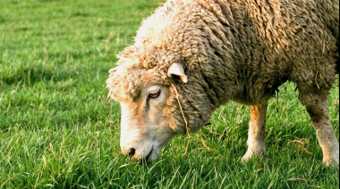 SENASA endurece controles para frenar la expansión de la sarna ovina