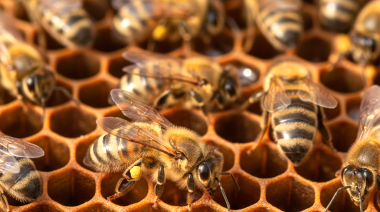 Abejas: Un engranaje vital en la cadena alimentaria