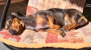 La importancia de mantener el peso saludable en perros y gatos