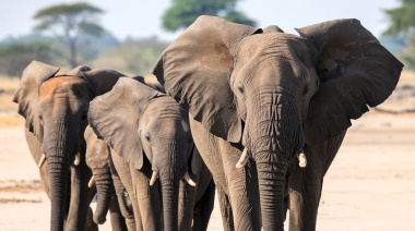 ¿Por qué se celebra el Día Mundial del Elefante?