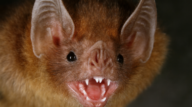 Nuevos casos de rabia paresiante en Misiones y Entre Ríos