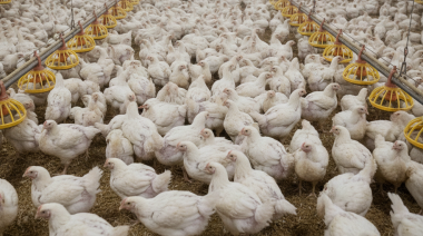 Desarrollan un nuevo método para combatir el virus de la bronquitis infecciosa aviar