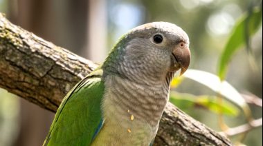 Aumentaron los casos de psitacosis en Argentina