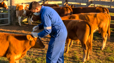 Senasa confirmó el nuevo ciclo de vacunación 2026 contra la fiebre aftosa y la brucelosis bovina