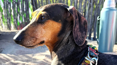 Verano seguro: cómo prevenir el golpe de calor en perros y gatos