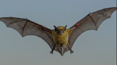 Zoonosis transmitidas por murciélagos: ¿por qué son las más letales?