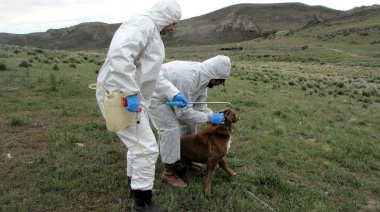 La CONEAU acreditó la Especialización en Salud Pública Veterinaria de la UNLPam