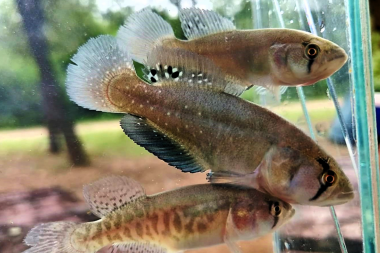 Descubren una nueva especie de pez killi gigante