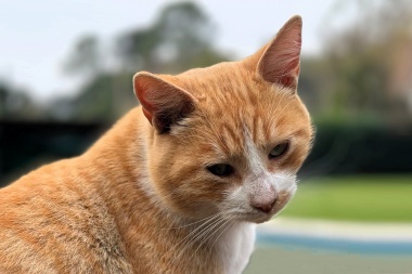 Un gato dio positivo a rabia en Salliqueló