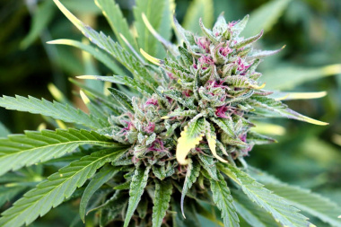 Buscan conocer los efectos citotóxicos de Cannabis Sativa sobre el sistema nervioso en animales domésticos