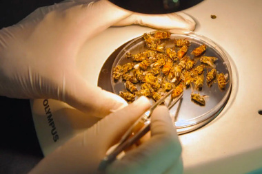 INTA: logran secuenciar el genoma completo del virus de las alas deformadas en abejas