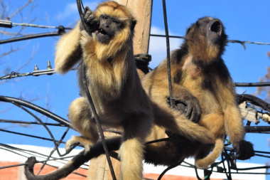Ataques de perros y electrocución: dos amenazas para la conservación de los monos carayá