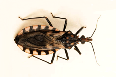 Chagas: una enfermedad silenciosa que aún desafía a la Argentina