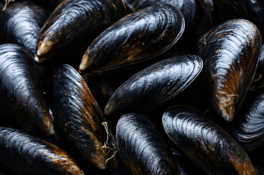 Ciencia y producción se unen para el cultivo sustentable de mejillones