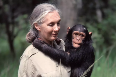 Adiós a Jane Goodall, la mujer que cambió la mirada sobre los chimpancés y la humanidad