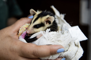 Atención clínica y rehabilitación de fauna silvestre en la Reserva Ecológica Costanera Sur