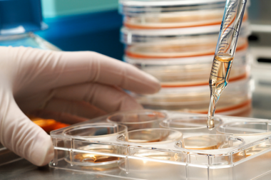 Logran reproducir en laboratorio el ciclo sexual de Toxoplasma gondii