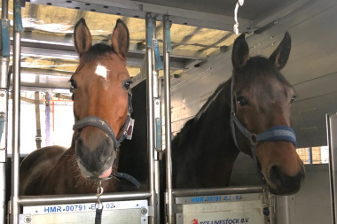 Establecen nuevas condiciones sanitarias para el aislamiento de equinos importados