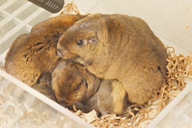 Identifican el lenguaje oculto del tuco-tuco colonial