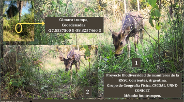 Detectan por primera vez ciervo axis en la Reserva Santa Catalina de la provincia de Corrientes