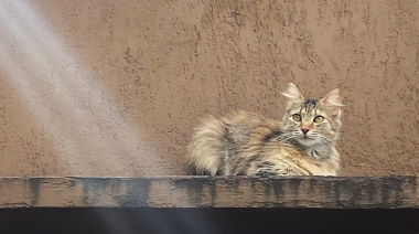 ¿Misterio o biología? La mente felina bajo la lupa