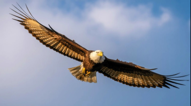 Proteger a las aves es proteger la vida en la Tierra