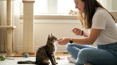 Entrenamiento en gatos: lanzan kit de herramientas educativas con refuerzo positivo