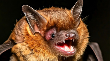Nuevos hallazgos de rabia en murciélagos activan protocolos de vacunación