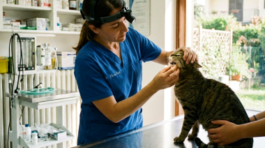 Coinfecciones virales y salud oral: nuevas claves sobre la gingivoestomatitis en gatos con PIF