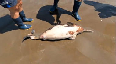 Alerta por el impacto humano sobre la fauna marina