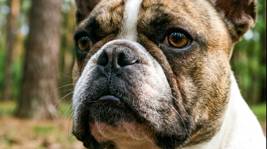 Cruce de perros braquicéfalos: opiniones a favor y en contra