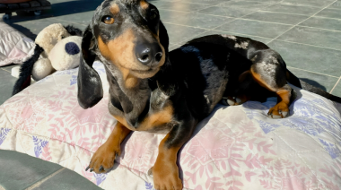 Alertan sobre demoras de tutores de perros en acudir al veterinario