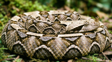 Nuevas guías sobre envenenamiento por serpientes