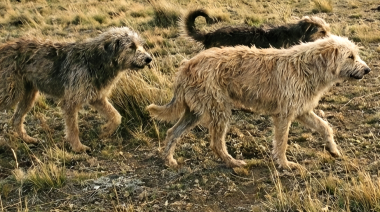 Perros asilvestrados: una amenaza creciente en la Patagonia
