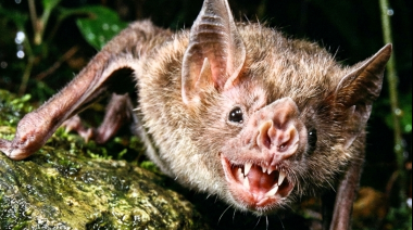 Rabia paresiante: SENASA refuerza la prevención en zonas endémicas del país